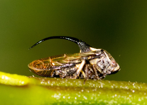 Romachaeta brachynotum, 2022-05-09