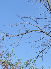 Cyanocitta cristata bromia