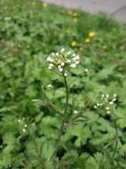 Capsella bursa-pastoris