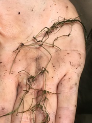 Zannichellia palustris