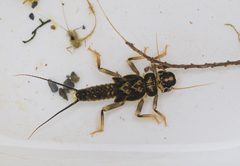 Hesperoperla pacifica