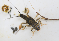 Hesperoperla pacifica