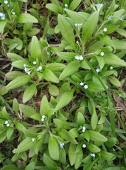 Myosotis sparsiflora