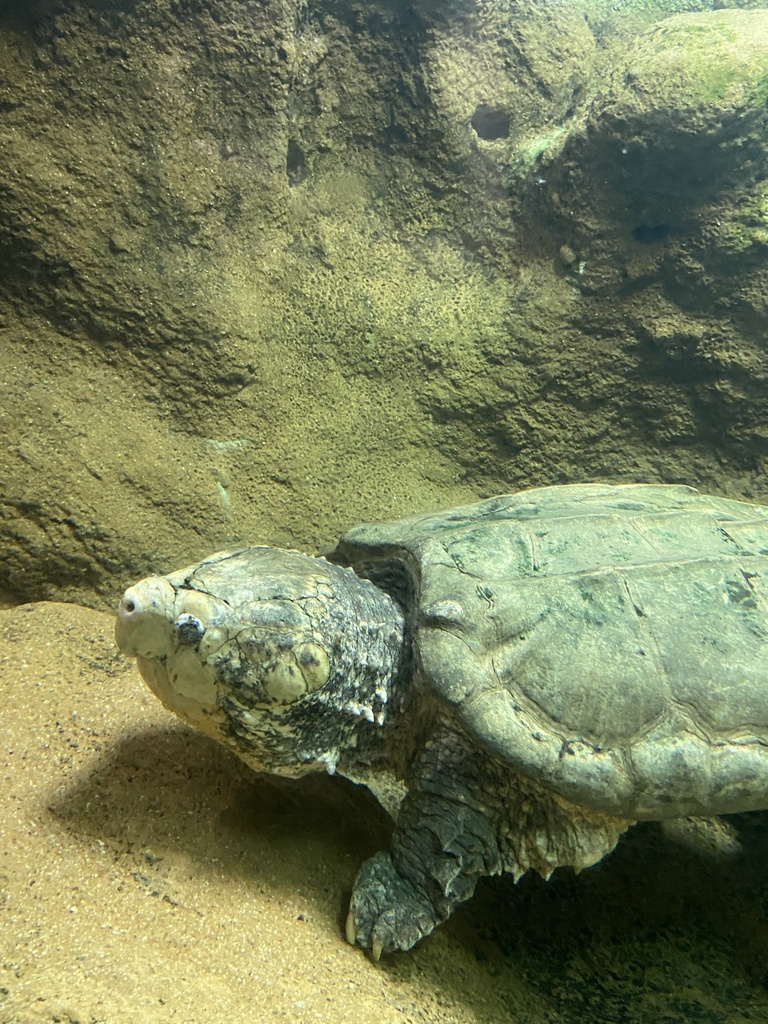 Alligator Snapping Turtles from Abilene Zoo, Abilene, TX, US on May 9 ...