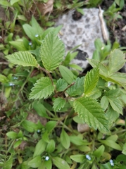 Ulmus