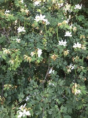 Bauhinia catingae
