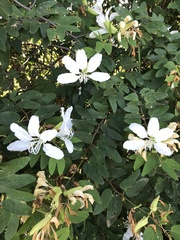 Bauhinia catingae