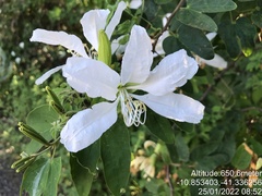 Bauhinia catingae