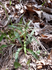 Cirsium carolinianum