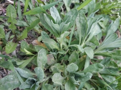 Tracheophyta