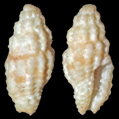 Lienardia