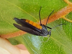 Sciara hemerobioides