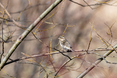 Haemorhous purpureus purpureus