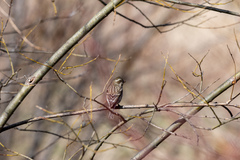 Haemorhous purpureus purpureus