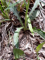 Cirsium carolinianum