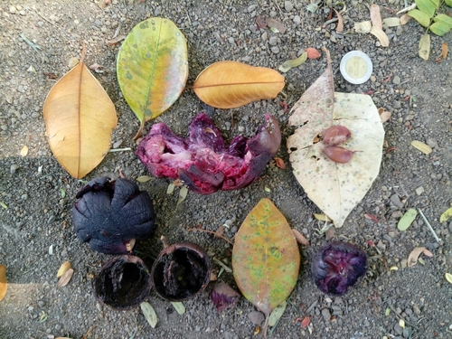Chrysophyllum cainito