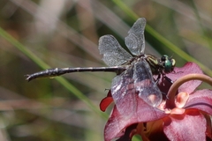 Phanogomphus australis