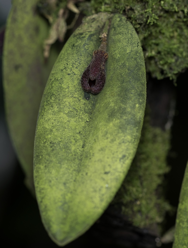 Dresslerella pertusa