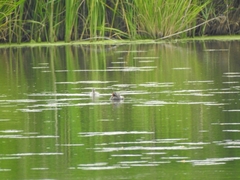 Tachybaptus ruficollis