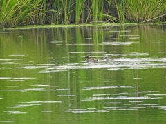 Tachybaptus ruficollis