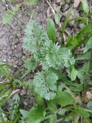 Artemisia absinthium
