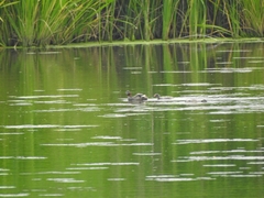 Tachybaptus ruficollis