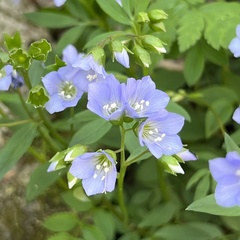 Polemonium reptans