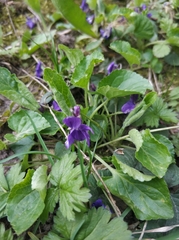 Viola odorata