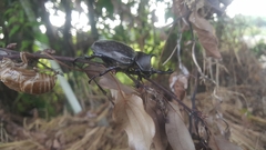 Trypoxylus dichotomus tsunobosonis