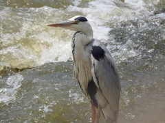 Ardea cinerea