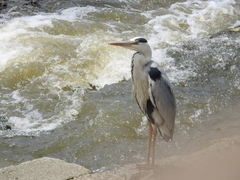 Ardea cinerea