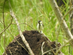 Parus minor