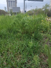 Tripleurospermum inodorum