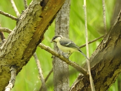 Parus minor