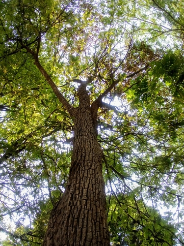Chrysophyllum cainito