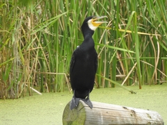 Phalacrocorax carbo