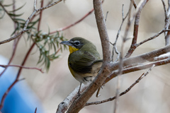 Icteria virens virens