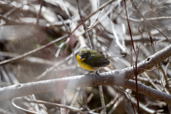 Icteria virens virens