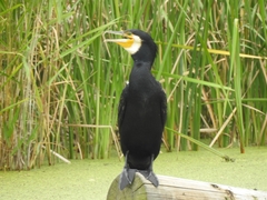 Phalacrocorax carbo