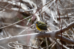 Icteria virens virens