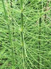 Equisetum fluviatile