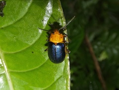 Cacoscelis marginata