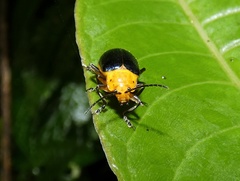 Cacoscelis marginata