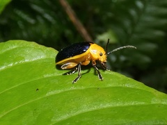 Cacoscelis marginata