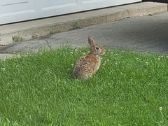 Sylvilagus floridanus