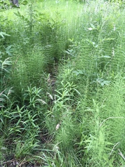 Equisetum fluviatile
