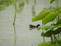 Gallinula chloropus