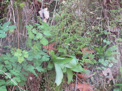 Primula fassettii