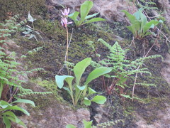 Primula fassettii
