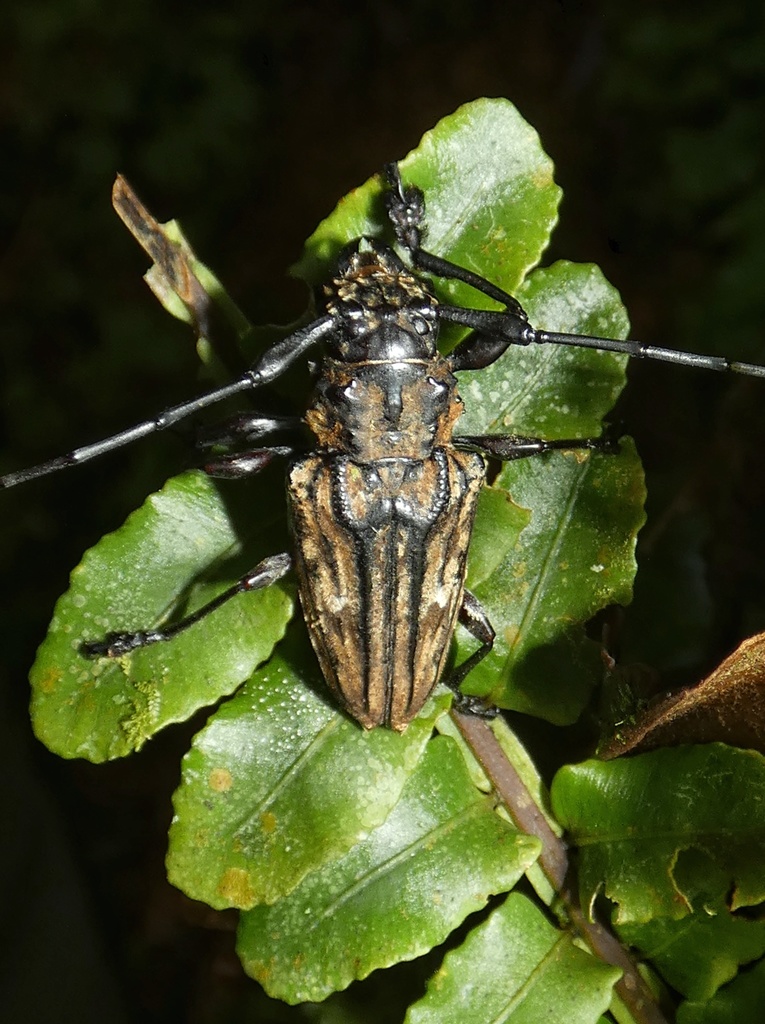 Steirastoma histrionicum
